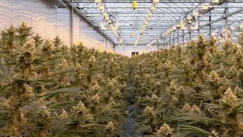 Why Shifting Your Greenhouse From Veggies to Cannabis Takes Planning