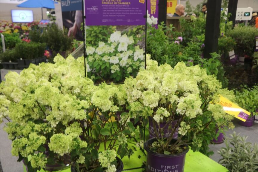 Hydrangea paniculata ‘Little Hottie’ (Bailey Nurseries – First Editions)