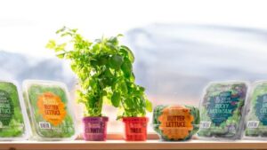 Lettuce Grower in Big Sky Country Gets Bigger