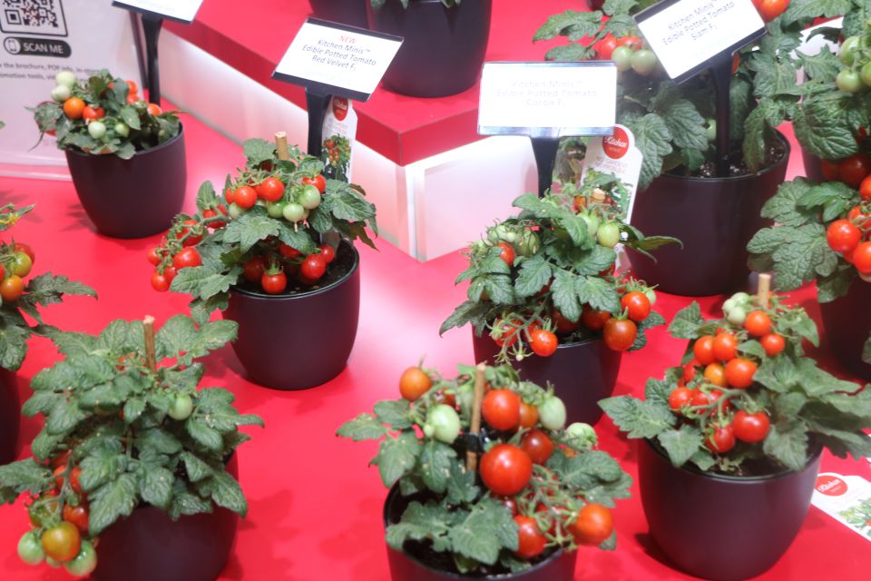 New Kitchen Minis Series – Tomatoes and Peppers (PanAmerican Seed) health benefits of plants