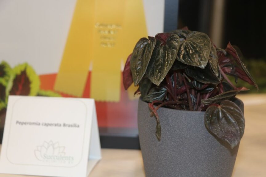 Peperomia caperrrata ‘Brasillia’ (Succulents Unlimited BV)