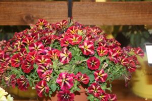 Petunia Starlet ColorRush ‘Merlot Star’ (Ball FloraPlant)