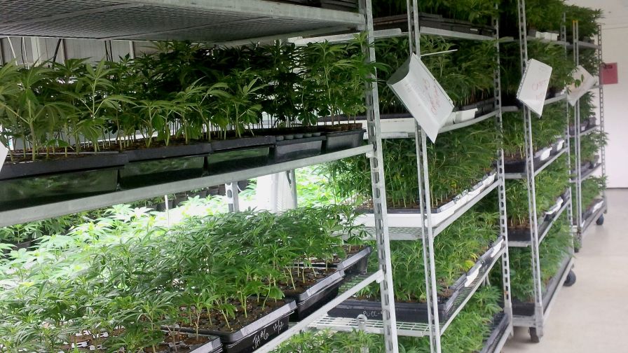 Ryan Douglas Cannabis Production Space