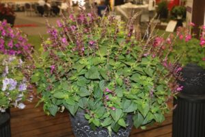 Salvia x ‘Unplugged Pink’ (Proven Winners)