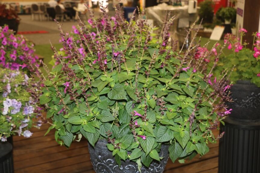 Salvia x ‘Unplugged Pink’ (Proven Winners)