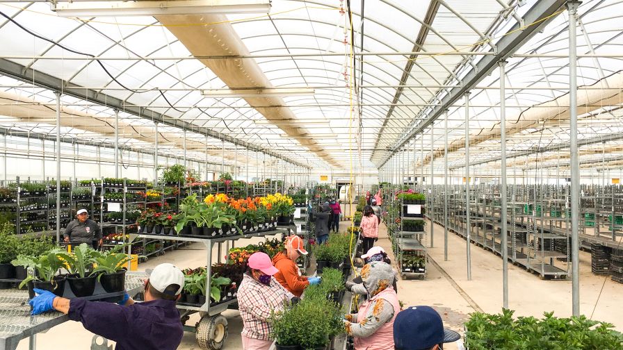 Skagit Horticulture Workers horticulture supply chain
