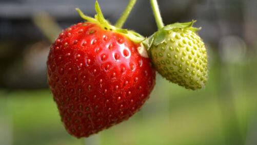 Ultraviolet Light as a Pest Control Option for Strawberries