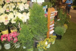 Thuja x ‘Junior Giant’ (Willoway Nurseries)