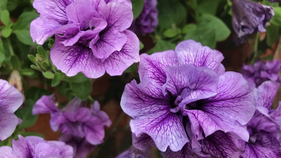Tumbelina priscilla petunias
