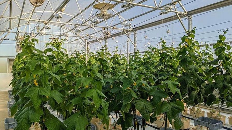 UK Cucumber Research cucumber varieties