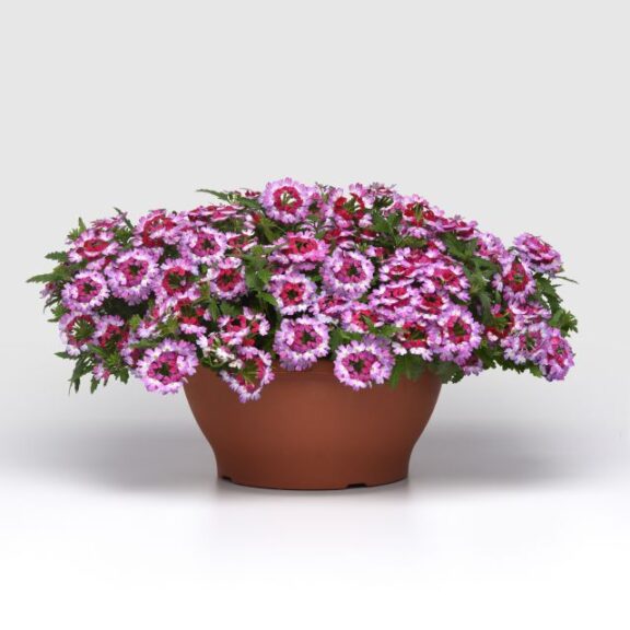 The Carefree Gardener: Verbena 'Beats Purple White' (Selecta)