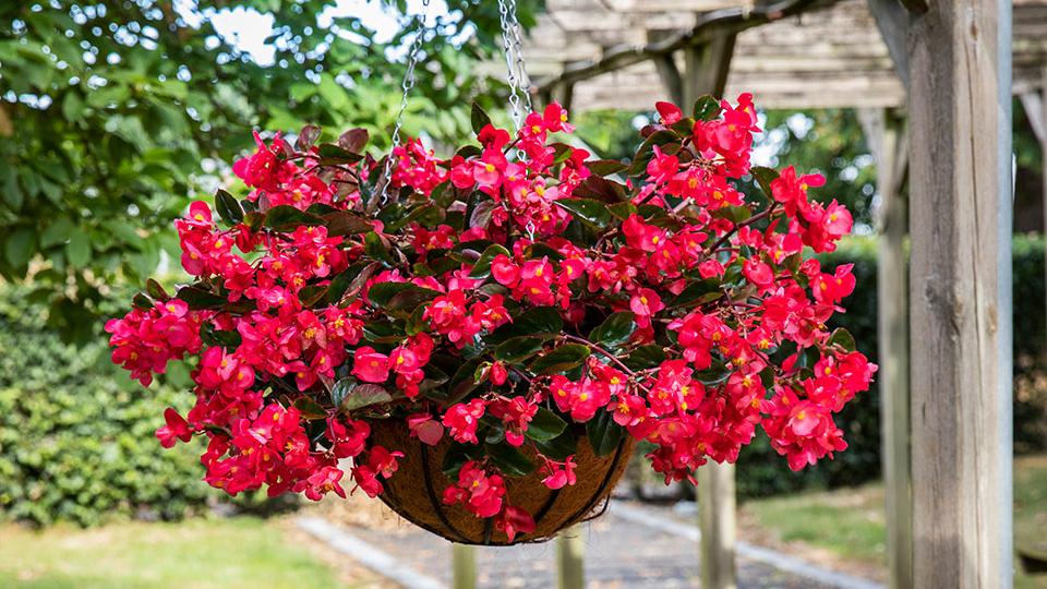 Begonia Viking Explorer Rose on Green by Sakata