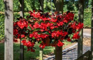 Begonia ‘Viking Explorer Red on Green’ (Sakata Ornamentals)