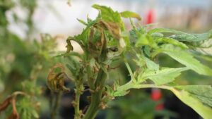 The Principles of Creating a Cannabis IPM Program