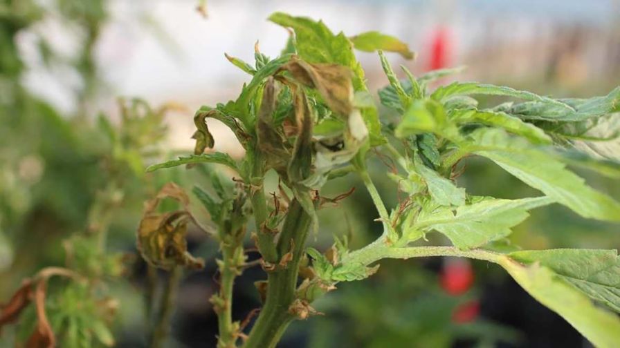 Botrytis-tip-blight-in-Cannabis-Photo-credit-Nicole-Gauthier Cannabis IPM