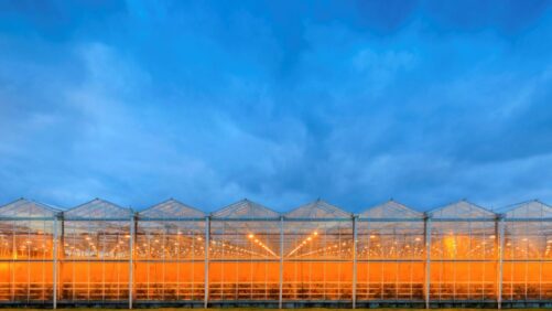 Research on CEA Greenhouses Shows Room for Improvement