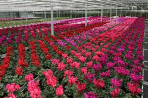 Cyclamen ‘Super Serie Leopardo’ (Schoneveld)