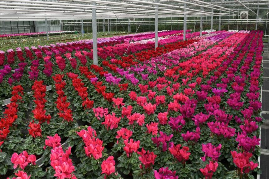 Cyclamen ‘Super Serie Leopardo’ (Schoneveld)