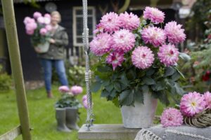 Dahlia 'Labella Gigante Fun Pink' (Beekenkamp Plants)
