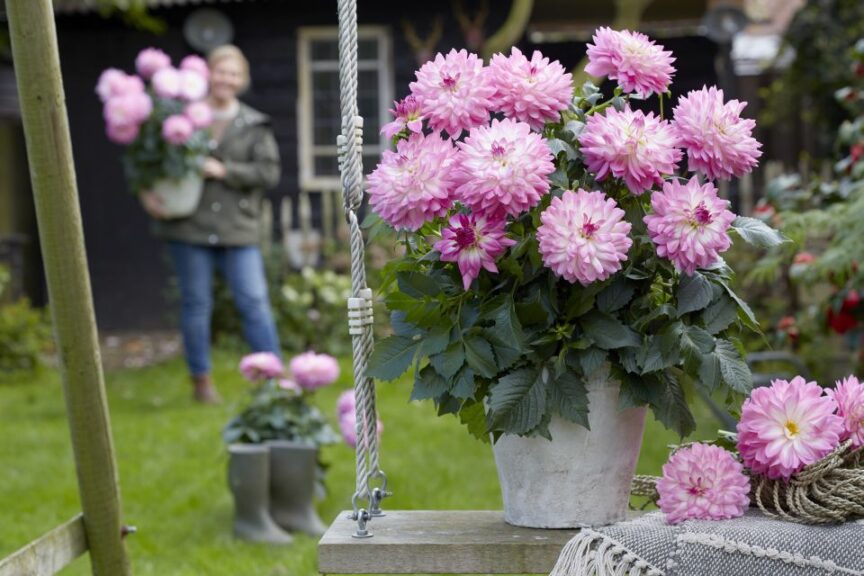 Dahlia 'Labella Gigante Fun Pink' (Beekenkamp Plants)
