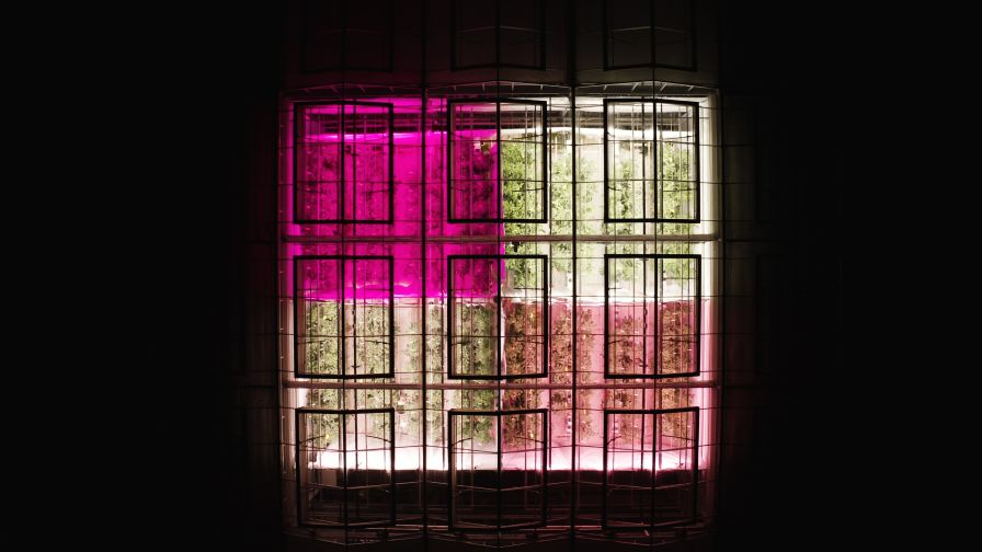 Fluence Vegetable and Cannabis lighting Research