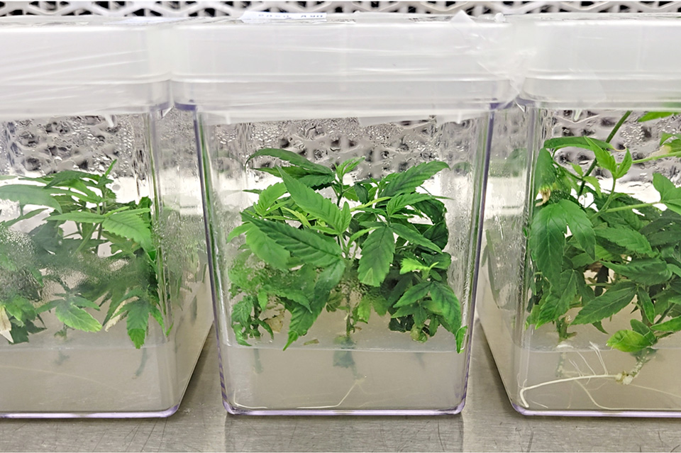 Front Range Biosciences Tissue-Culture Hop Latent Viroid