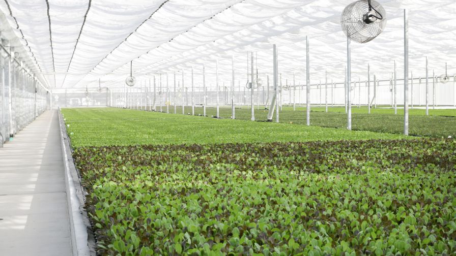 Green Life Farms
