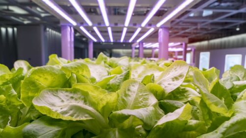 The Economics of Crop Lighting Systems: What You Need to Know