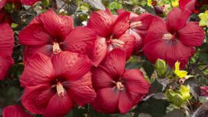 24 New Plant Varieties That Should Be On Your Radar for 2022