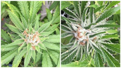 How Tackling Hop Latent Viroid Early Can Boost Your Bottom Line
