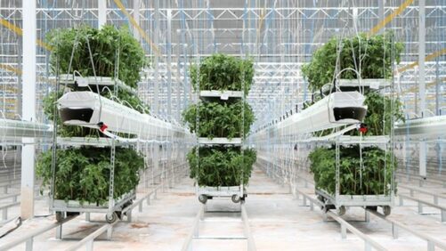 Mastronardi Produce Acquires Intergrow’s New York Greenhouse Facilities