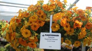 Which Varieties Reigned Supreme at the Plantpeddler Variety Day 2021?