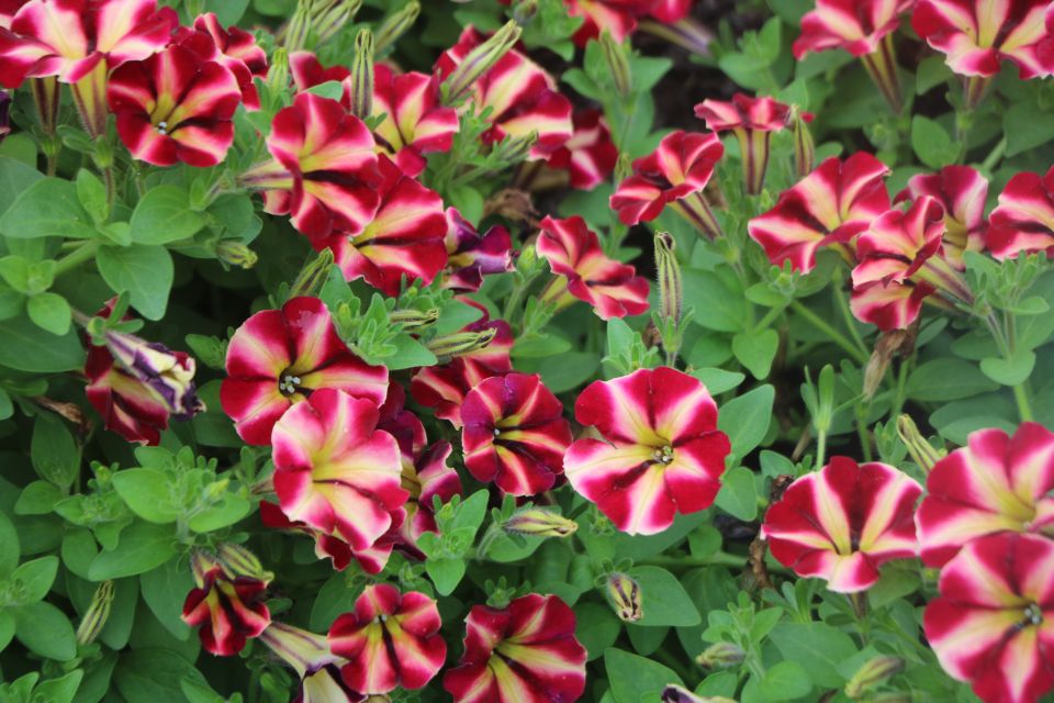Petunia Cannonball Merlot Star Improved Ball Horticultural OSU Trial Gardens