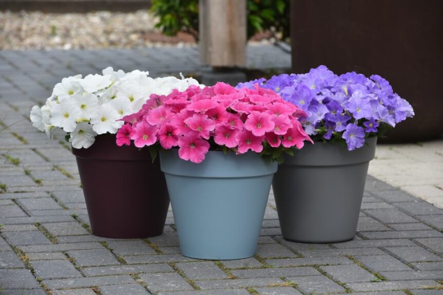 Petunia ‘E3 Easy Wave’ (PanAmerican Seed)