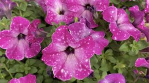 Petunia ‘Headliner Enchanted Sky’ (Selecta)
