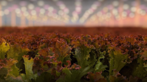 Leading Outdoor Vegetable Grower Ventures Into Greenhouse Production