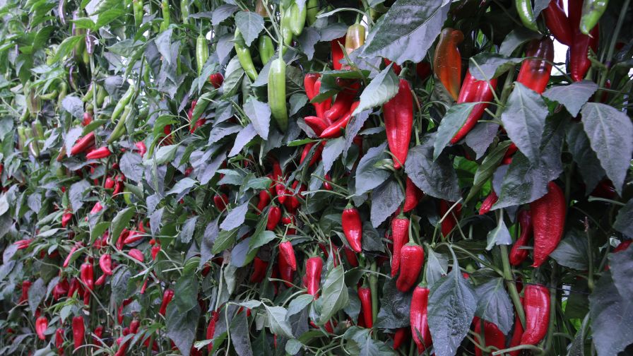 Seedless Pepper Field