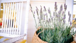 Check Out the New Plant Varieties and Retail Favorites From the Farwest Show