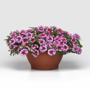 Verbena Beats Series (Selecta)