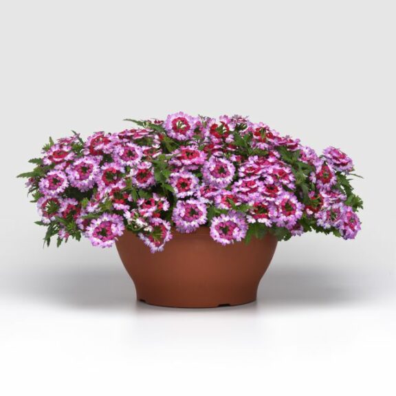 Verbena Beats Series (Selecta)