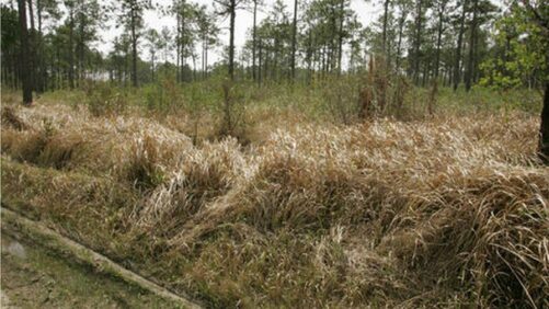 New Study Shows Invasive Plants Are Often Sold as Ornamentals