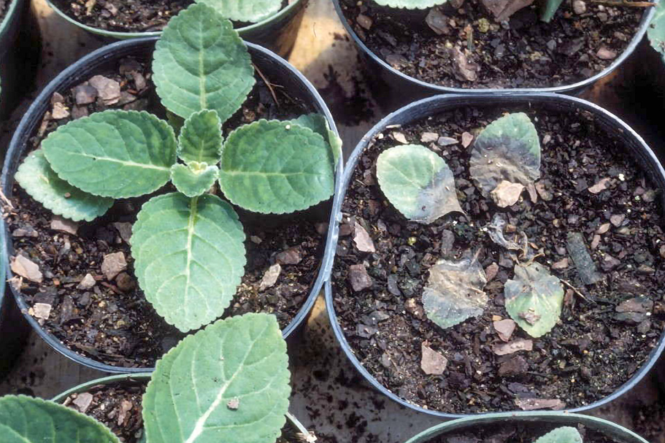 w_Phytophthora-on-gloxinia_Photo-credit-R.K.-Jones,-North-Carolina-State-University,-Bugwood.org horticulture research