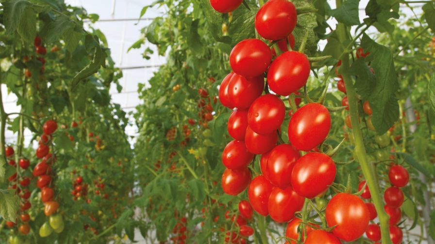Bayer Organic Vegetable Seed