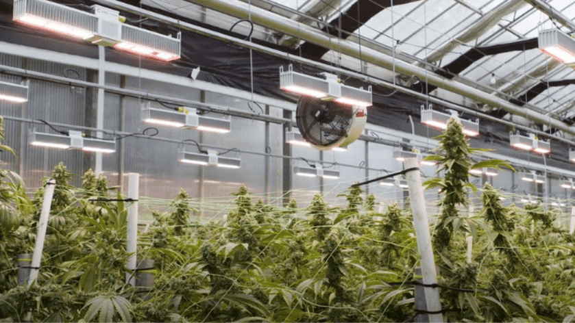 California Lightworks cannabis trends
