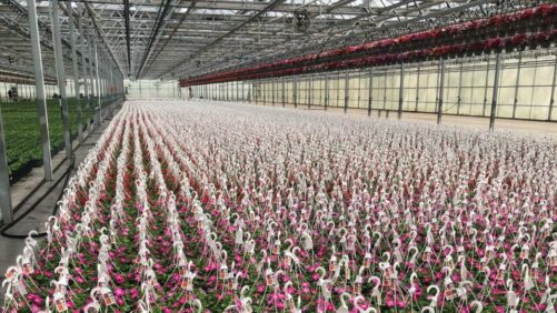How Three Leading Greenhouse Industry Suppliers Are Helping Growers Plan for 2022