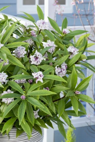 Plant Supply Update: Shrub and Tree Stocks Expected to Remain Tight for the  Foreseeable Future - Greenhouse Grower