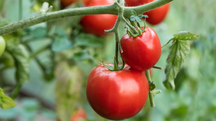 greenhouse Food Safety in Greenhouse Tomatoes