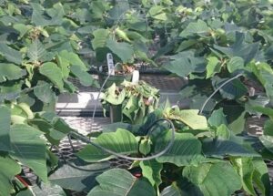 Fusarium in poinsettia