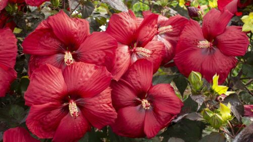 Plant Supply Update: Shrub and Tree Stocks Expected to Remain Tight for the Foreseeable Future