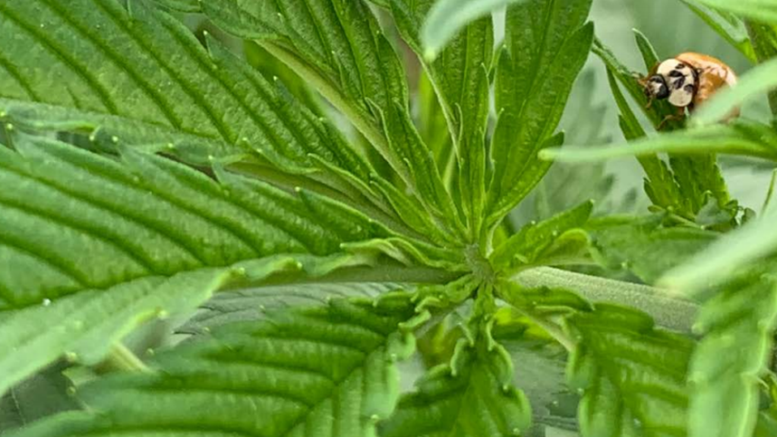 IPM in Cannabis